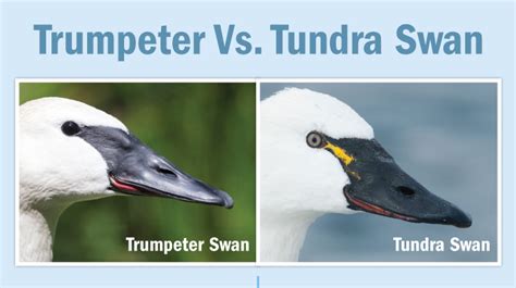 trumpeter swan vs tundra swan
